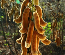 Mucuna Puriens